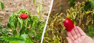 Одна помилка - і залишитеся без врожаю: що не можна садити з перцем