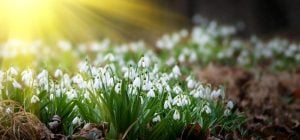 Ось і настала весна: як зворушливо привітати з 1 березня близьких і друзів