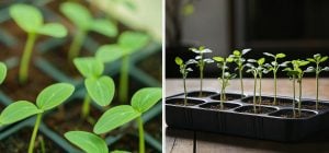 Чому розсада огірків сильно витягується: як врятувати сіянці до висадки