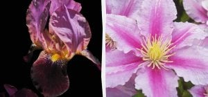 Смертельно для кошек и опасно для людей: 5 цветов, которые нельзя сажать во дворе