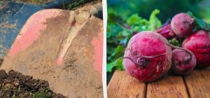 Лучшие и худшие "соседи" для свеклы: что можно и нельзя сажать рядом с овощем