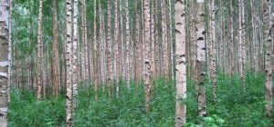 9 найгірших дерев для саду: що не треба садити на подвір'ї та які альтернативи існують