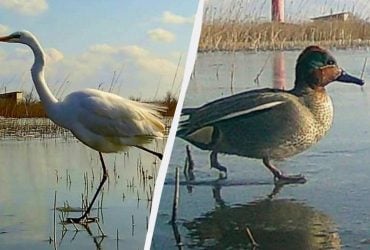 Как в Одесской области птицы ищут пищу по замерзшим лиманам (фото)