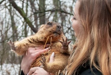 Коли в Україні настане весна: харківський бабак дав свій прогноз