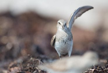 В мире есть птица, которая может пролететь более 13 000 км без остановки: как ей это удается