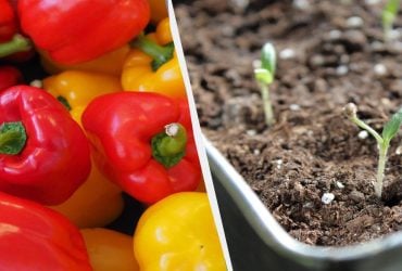 Уже пора сажать перец на рассаду: как это делать и какие даты самые удачные