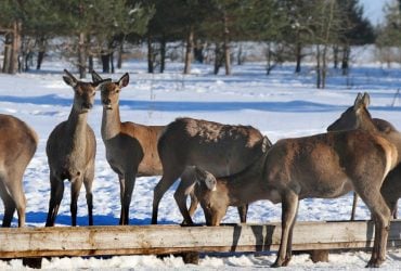 Оленячий екопарк "На рогах" на Київщині
