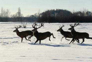 В екопарку під Києвом мешкає понад сотня оленів – чи можна до них наблизитися (фоторепортаж)