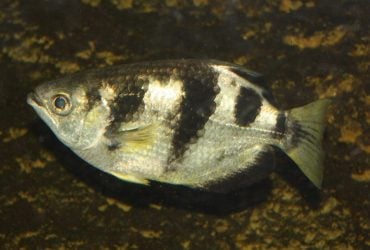 Эта рыба способна запоминать человеческие лица: биолог объяснил, как она это делает