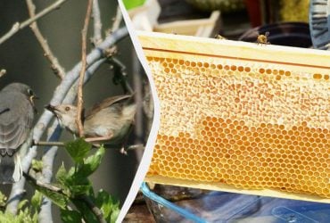 Африканці навчилися говорити з птахами, щоб знайти мед, і їх мова постійно розвивається