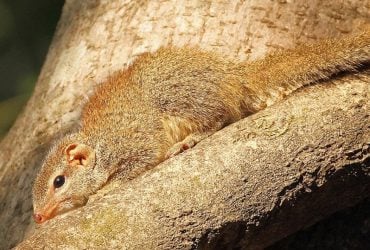 Может пить алкоголь целый день, но никогда не опьянеет и не получит похмелье: что это за животное
