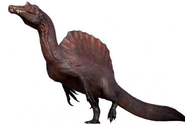 Величезне вітрило і довгий череп: біолог розповів про найдивнішого динозавра в історії
