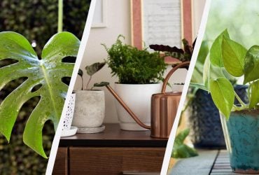 10 кімнатних рослин, які чудово ростуть при штучному освітленні