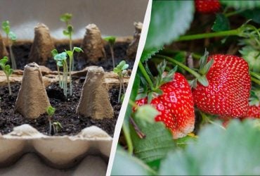 Час садити розсаду полуниці: ось які дні найвдаліші - ягоди будуть величезними