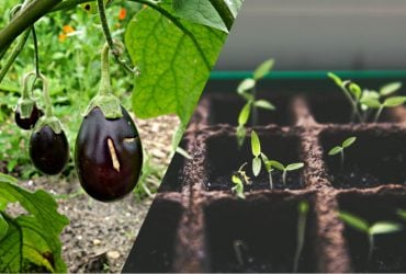 Соберете урожай раньше соседей: как и когда сеять баклажаны на рассаду