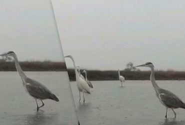 Не боятся Шахедов: в Одесской области крупные птицы ищут добычу в водоемах (видео)