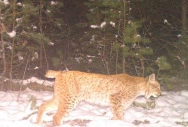 Міф став реальністю: біля Чорнобиля зафіксували пухнастого хижака з китицями на вухах