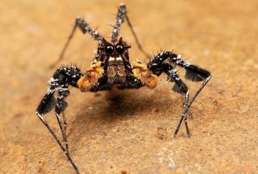 Маленький мозок, але високий інтелект: біолог розповів про павука з унікальними здібностями