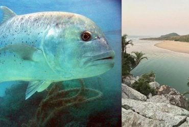 Енергетичні вихри чи паломництво: вчені розгадали, чому гігантські риби збираються в Африці