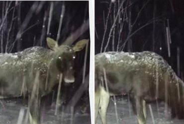 Густе хутро та довгі ноги: біля Чорнобиля зафіксували величну тварину (відео)