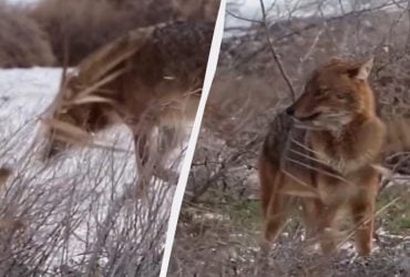 В Одесской области заметили золотистого волка: ученый объяснил, что ищет хищник (видео)