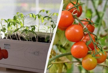 Крепкая рассада помидоров получится только в эти дни: календарь посева на 2026 год