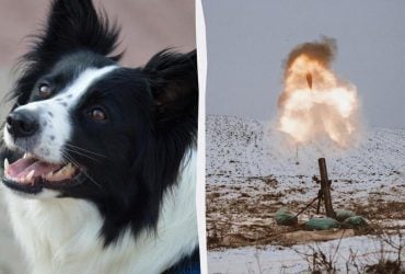 Война в Украине запустила обратную эволюцию собак: NYT рассказало о пугающем выводе ученых