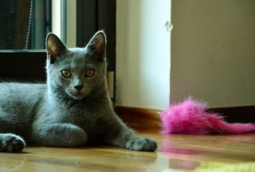 Какие кошки не требуют особого ухода: ветеринар назвала топ-5 самостоятельных пород