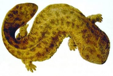 В Японії ховається величезний стародавній хижак, який сіє хаос в екосистемі