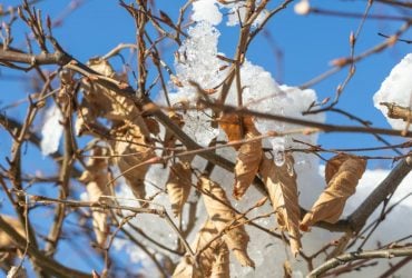 20-градусні морози вдарять по Україні на вихідних, - синоптик