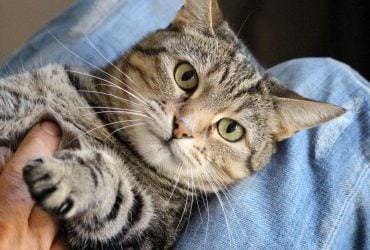 Як зрозуміти, що ваш кіт вам безсумнівно довіряє: ветеринари назвали 8 сигналів