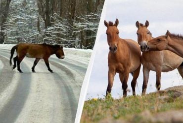Біля Чорнобиля зафіксували рідкісного коня, що перетинав автошлях (фото)