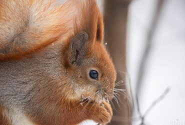 11 февраля в Киев придет долгожданное потепление