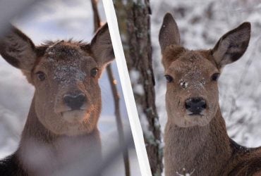 Вблизи Чернобыля зафиксировали беременных олених: что это значит для заповедника