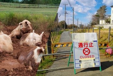 В Фукусиме после ядерной аварии процветают гибриды свиней и кабанов: как это возможно