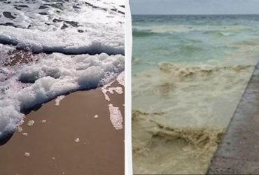 Ученый назвал количество птиц, погибших из-за атаки РФ по порту в Одесской области