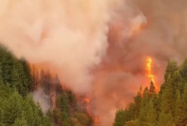 У Патагонії від лісових пожеж постраждали найстаріші у світі дерева: вчені вказали на причину
