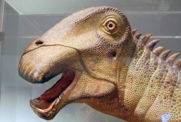 Мезозойська корова: біолог розповів про одного з найдивніших динозаврів в історії