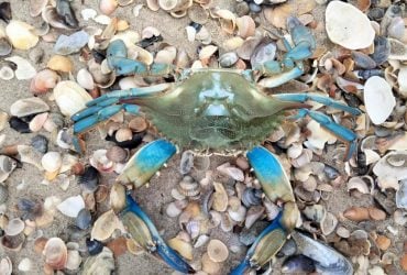 На узбережжі Одещини зафіксували блакитного прибульця: раніше його тут не бачили (фото)