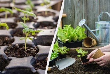 7 справ, які треба зробити на ділянці в лютому: всім дачникам на замітку