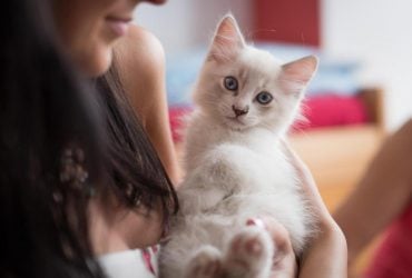 Чому коти жують людське волосся: ветеринар перелічила причини