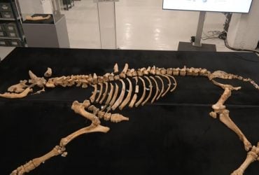 Археологи виявили останки бізона, який жив 4000 років тому: чим унікальна ця знахідка (відео)