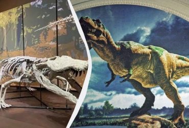 Вчені виявили рештки 9-метрового крокодила, який пожирав динозаврів: чим ще він особливий