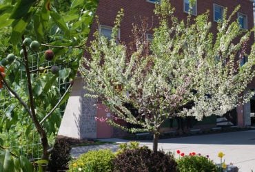 Дерево 40 фруктов: рекордное дерево-сад создал садовник и художник