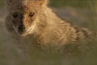 В регионах Украины стало больше шакалов: биолог объяснил, кому они на самом деле угрожают