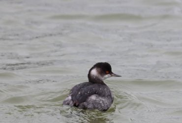 В Одесской области от агрессии РФ гибнут сказочные птицы с красными глазами, - ученый