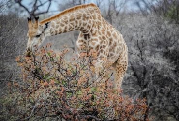 Деревья разработали химический язык для тайной коммуникации: как он работает