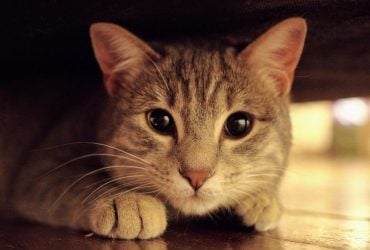 Почему глаза у кошек светятся в темноте: ученые дали объяснение