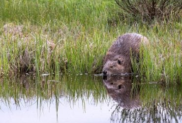 Зубастые строители: зачем бобры возводят плотины и как они это делают