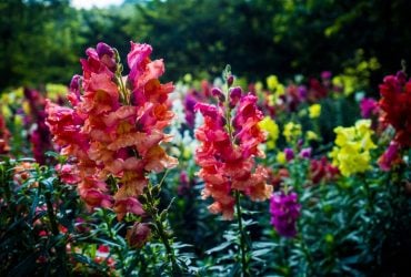 Що посіяти у лютому: фахівці назвали 6 видів насіння квітів та зелені